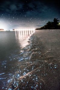 Vaadhoo Island's Bio-luminescent Beach