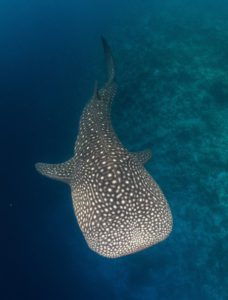 Dive or snorkel with whale sharks