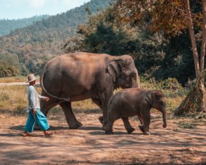 Sustainable travel elephants