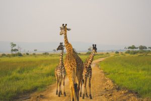Maasai Mara Conservancies, Kenya