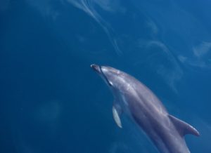 Swim with wild dolphins Florida