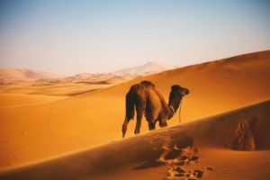 Camel Sahara Desert
