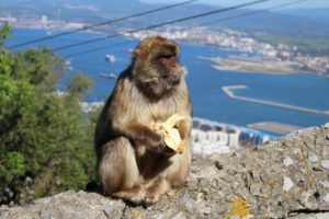 Apes Den Gibraltar