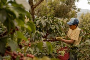 coffee farm