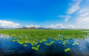 Lake Skadar