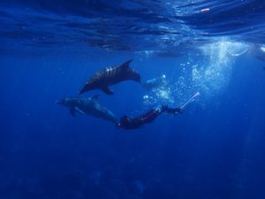 Swim with dolphins and whales