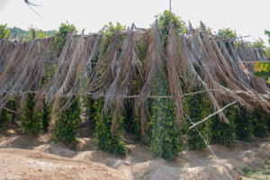 Kampot’s Pepper Plantations