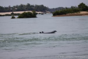 dolphins in the Mekong River