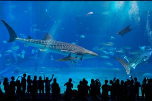 Okinawa Churaumi Aquarium