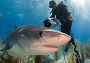 SHark dives Fiji