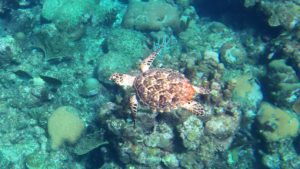 snorkeling Roatan