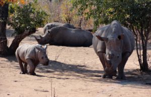 Mosi-oa-Tunya National Park