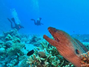 Snorkel or Dive in the Red Sea