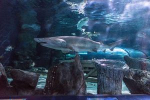 Ripley’s Aquarium