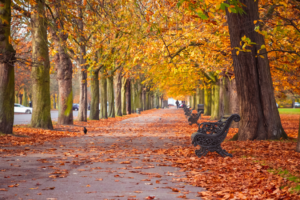 Fall Autumn London