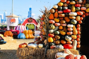 Pumpkin Patch