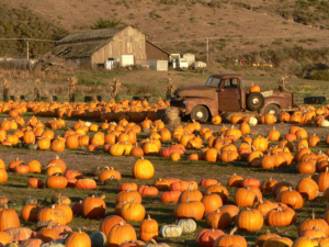 Half Moon Bay Pumpkin Festival